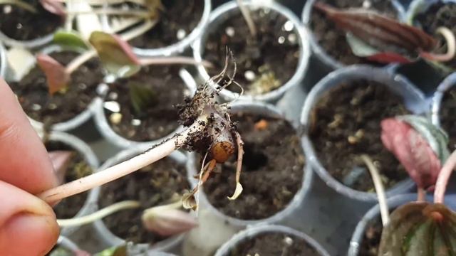 "Детский сад" из пеперомий