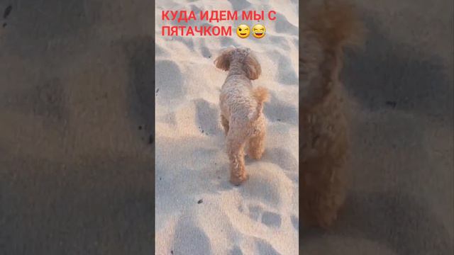 Той-пудель.Прикольное видео.