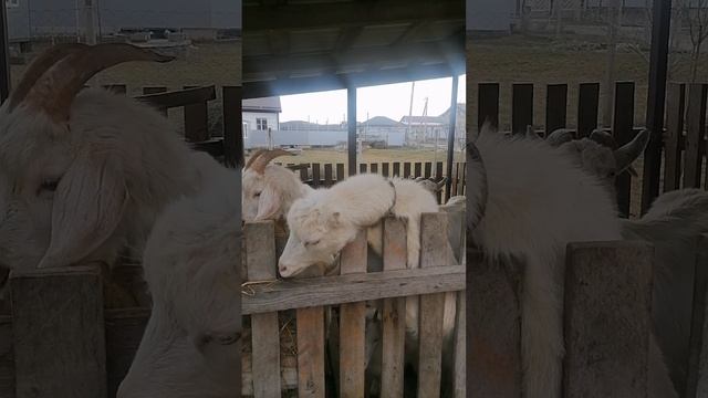 козы зимой в новороссийске натухаевская 2.02.2024.