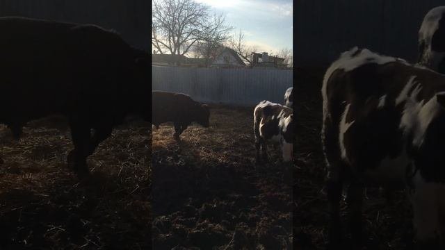 Делаем навес бычкам .