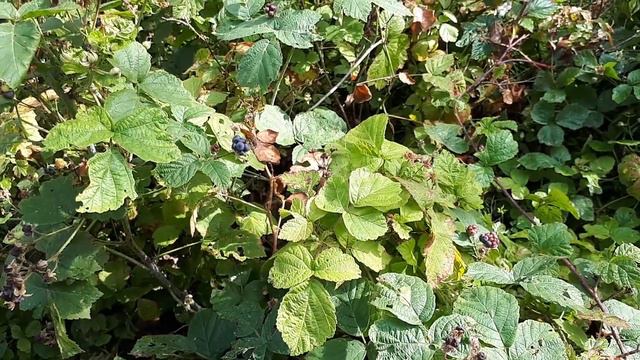 Rubus caesius - grow, care & eat (Dewberry plant)