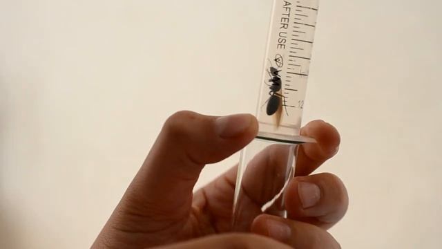 Красногрудый муравей древоточец. Обзор вида. Camponotus Herculeanus.#17
