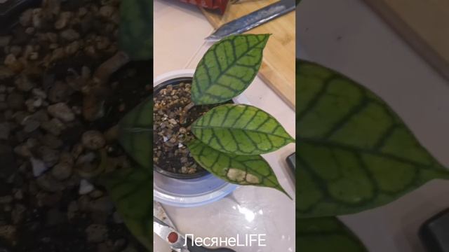 ПОЖЕЛТЕНИЕ ЛИСТЬЯЕВ у хойи Чук и хойи КАЛИСТОФИЛЛА//мой опыт/СКАЗОЧНЫЙ ЛЕС