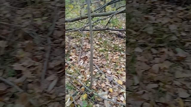 Задача на внимательнсть