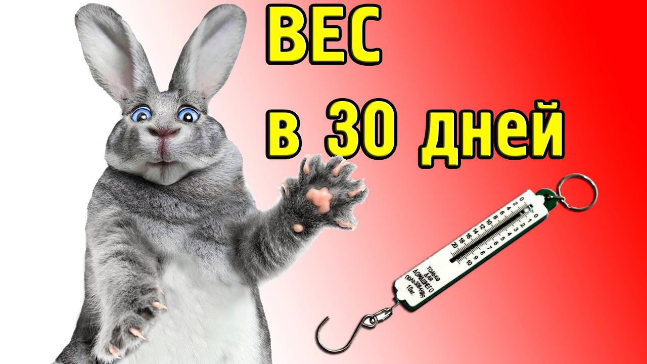 Вес кролика в 30 дней