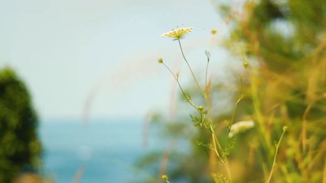 Преподобный Иосиф Исихаст. Воля Божия
