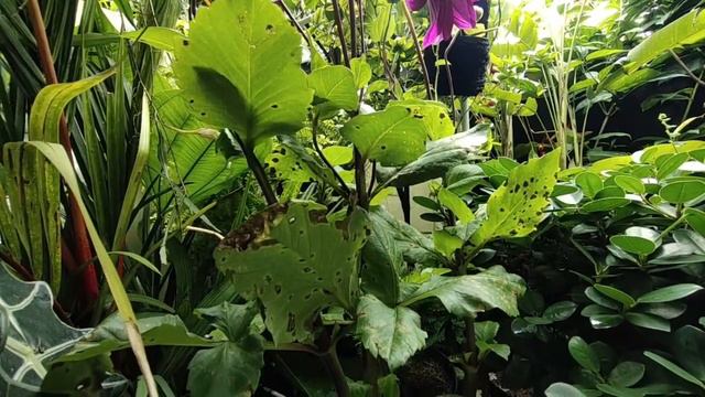 Dahlia Bangkok Si Bunga Potong !!