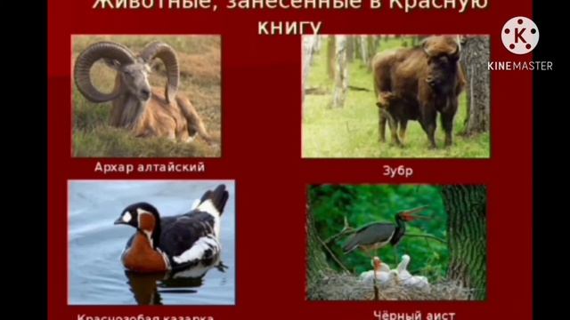 Животные и растение в красной книге