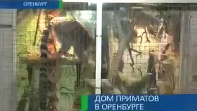 Выставка обезьян 07-03-12