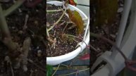 Begonia Vine/ cissus Vine & how Wandering Jew plants recieved both latin and nick name