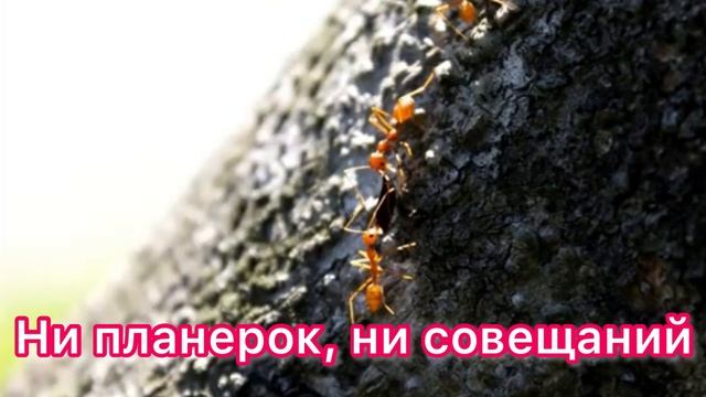 Муравьи
