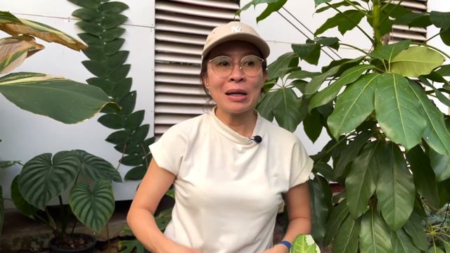 Ep.14 I เปิดกรุ Syngonium! 30 กว่าต้นมีอะไรบ้าง?