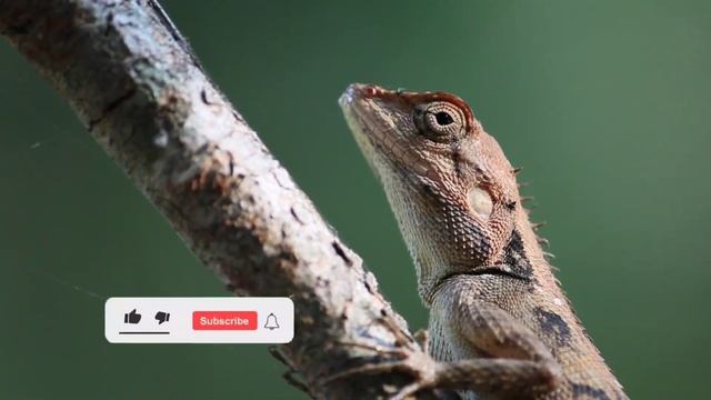 Учим Животных на английском Корова Динозавр Лошадь Тигр Змея  Развивающие Мультики для Детей