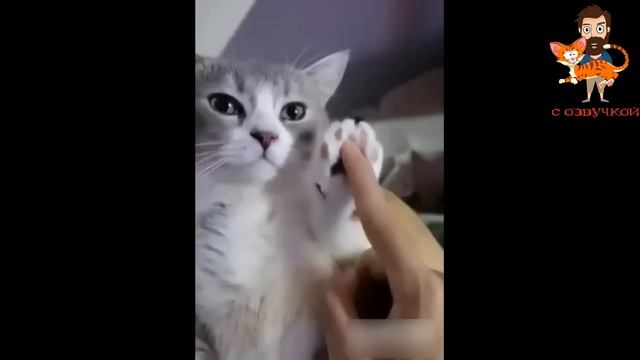 Приколы с котами С ОЗВУЧКОЙ! Смешные животные 2022! ТЕСТ НА ПСИХИКУ!