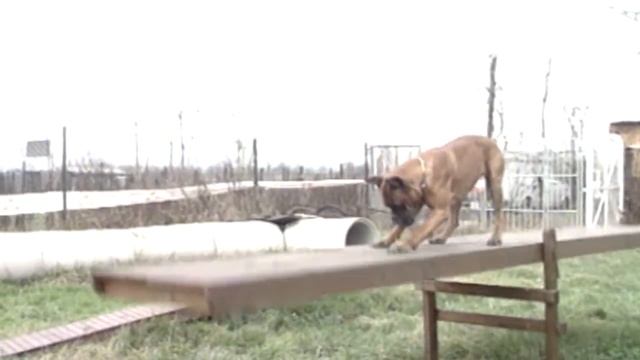Боксер: особенности породы и дрессировка. Собаки от А до Я (DOGS FROM A TO Z)