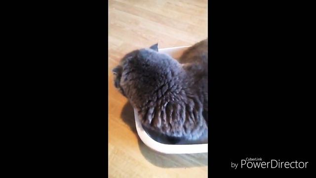 КАЖДЫЙ КОТИК ТАКОЙ!!!