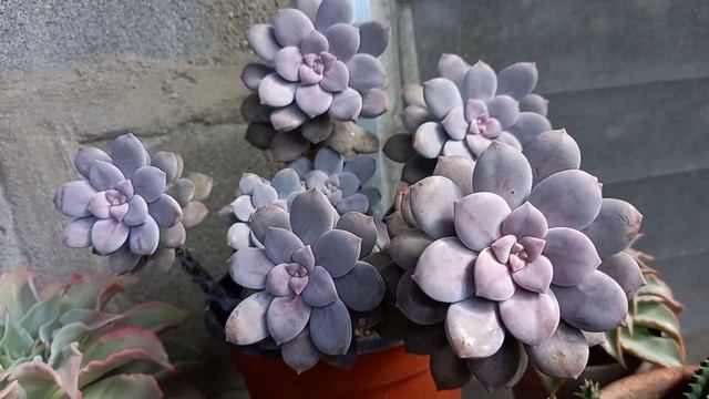 VARIEGATED CACTUS AND SUCCULENT BABIES UPDATE
