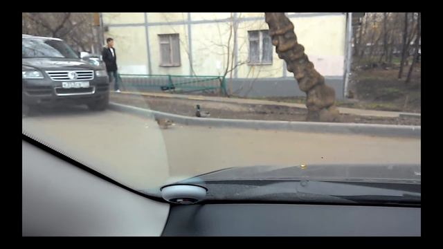 Утки на парковке в Москве