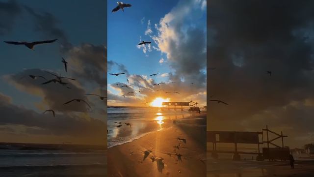 чайки налетают на пляже