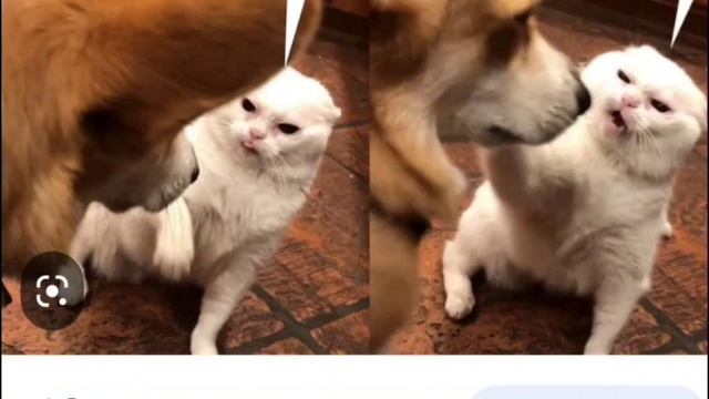 Много мемов (Коты, Шрек и.т.д)