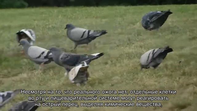 Вредит ли острый перец чили здоровью