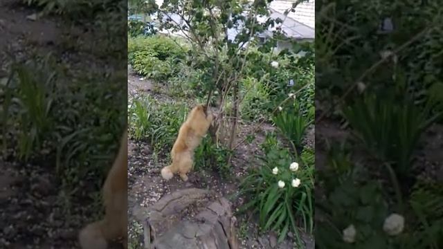 Кот под кайфом