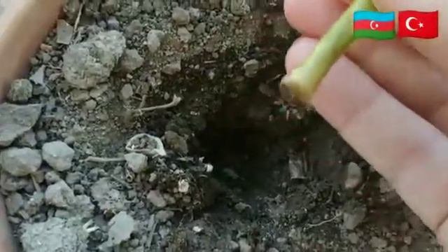 GERAN GÜLÜ NECƏ ƏKİLİR KÖKLƏNDİRİLİR. SARDUNYA ÇİÇEĞİ NASIL ÇOĞALTILIR KÖKLENDİRİLİR.
