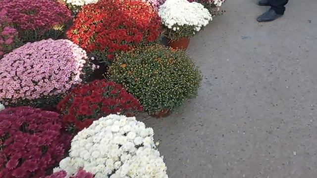 хиризантема гули жамашуй бозорида