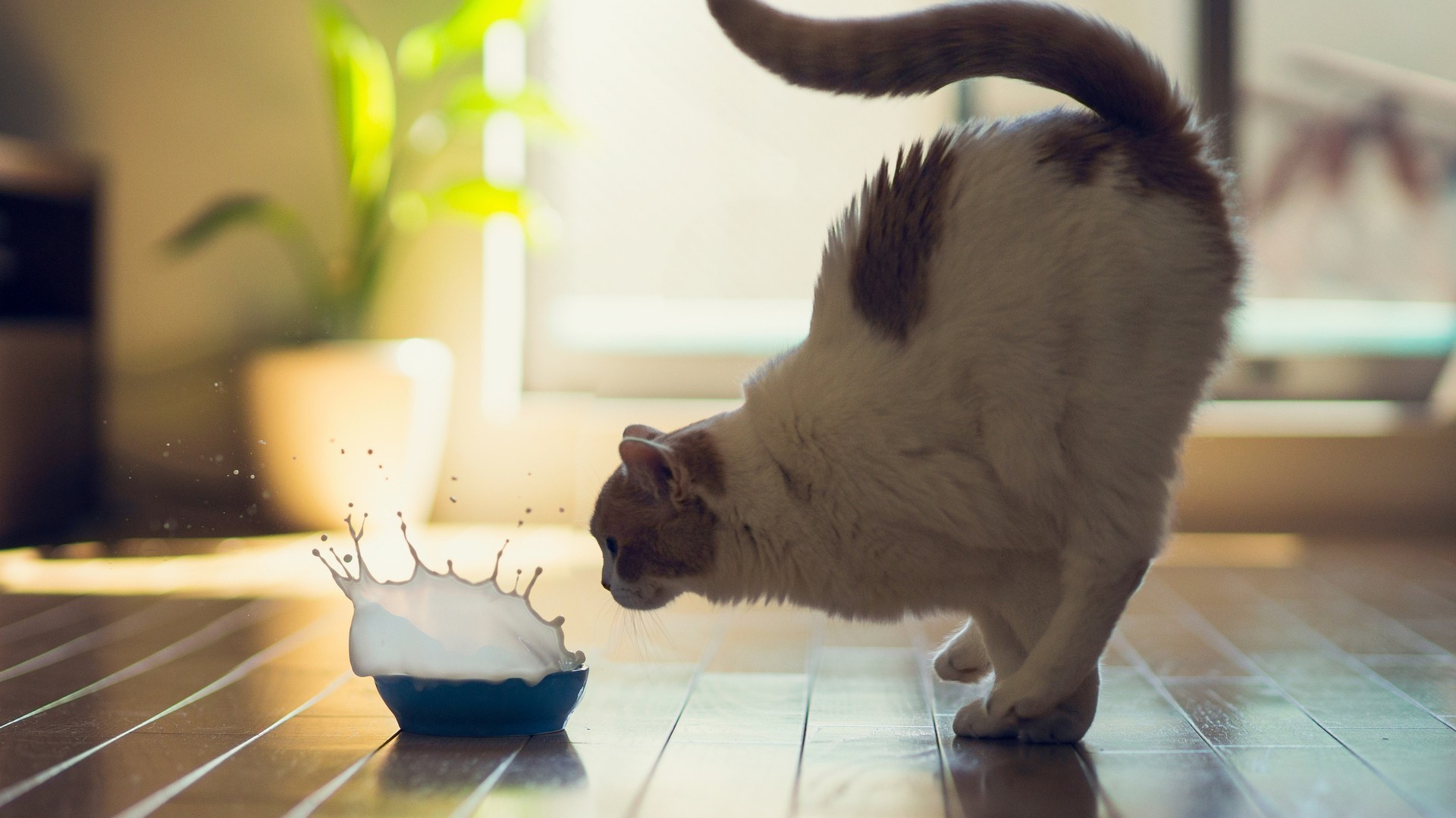 ✅ Смешные кошки 2022 ? Я ржал полчаса ? Самые смешные и милые животные! Funny Best Cats №5 ✅