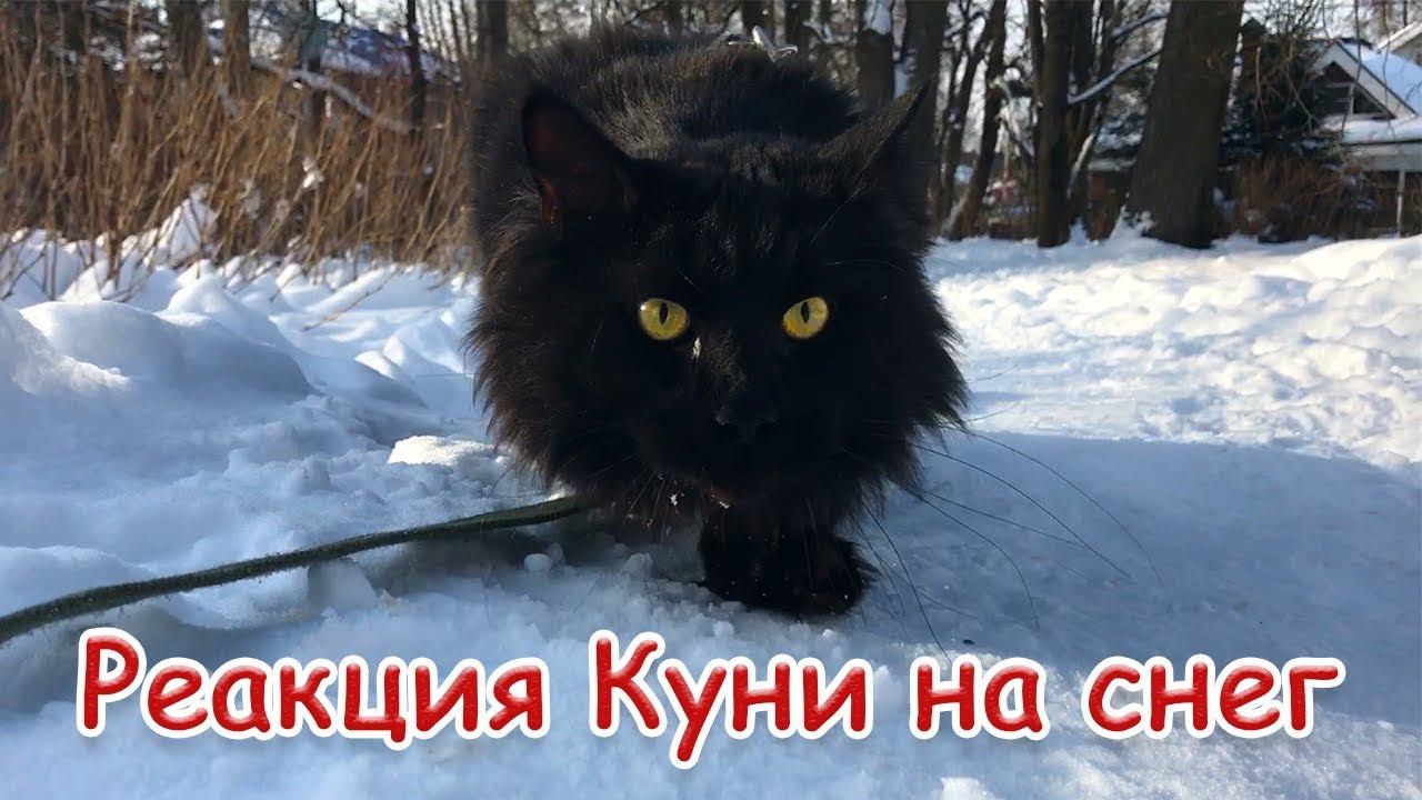 РЕАКЦИЯ МЕЙН-КУНА КУНИ НА СНЕГ / Maine coon sees snow for the first time