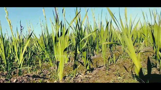 How to make money by cultivating gladiolus flowers 2023 | how  to make money online 2023