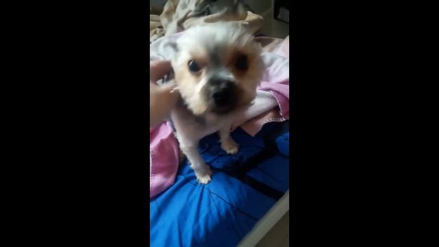 #216 YORKSHIRE TERRIER  | Which Dog Should I Get? Dog Breed Selector