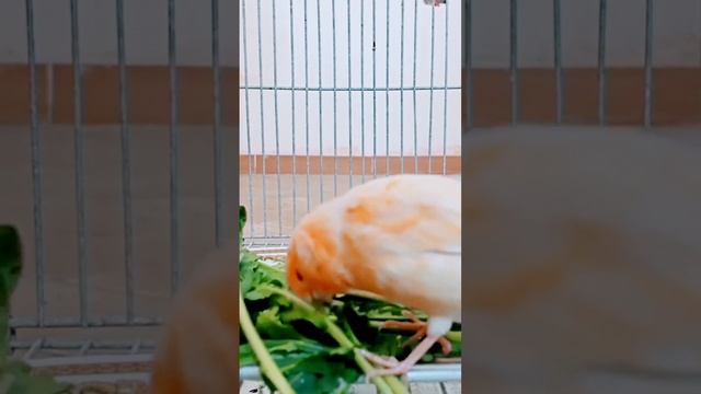 Birds feeding | Birds eating | birds FeederWatch | birds watching | Bird Feeder #birdsfeeding #catt