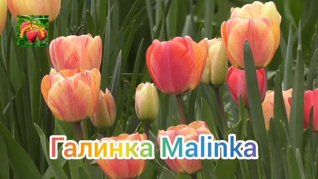 Поздравление с 8 Марта от Галинка Malinka