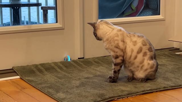 Smart Interactive Cat Toy Review