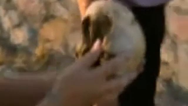 Космонавты древности НЛО