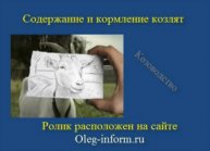 Содержание и кормление козлят