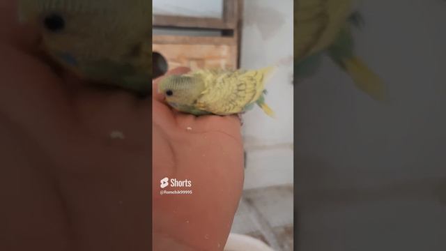 Птенцы волнистых попугаев Budgies#reels#birds#shortsvideo#shorts#short#волнистик#волнистыйпопугай