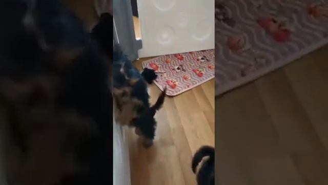 #йоркширский_терьер