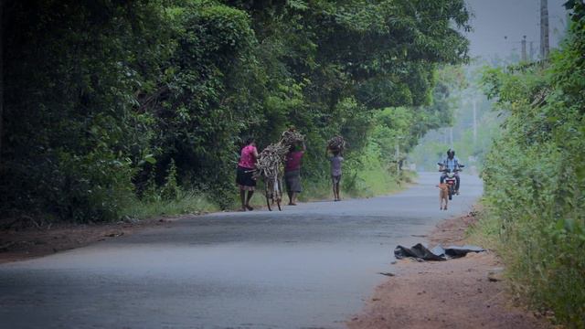 Homegardens: Looking back at tradition for a greener future in Sri Lanka (LONG VERSION)