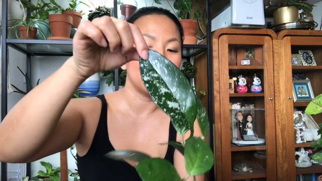 March 2020 Plant Haul & How to make a mask from a scarf without sewing!! 3月植物紹介&簡単縫わないマスク