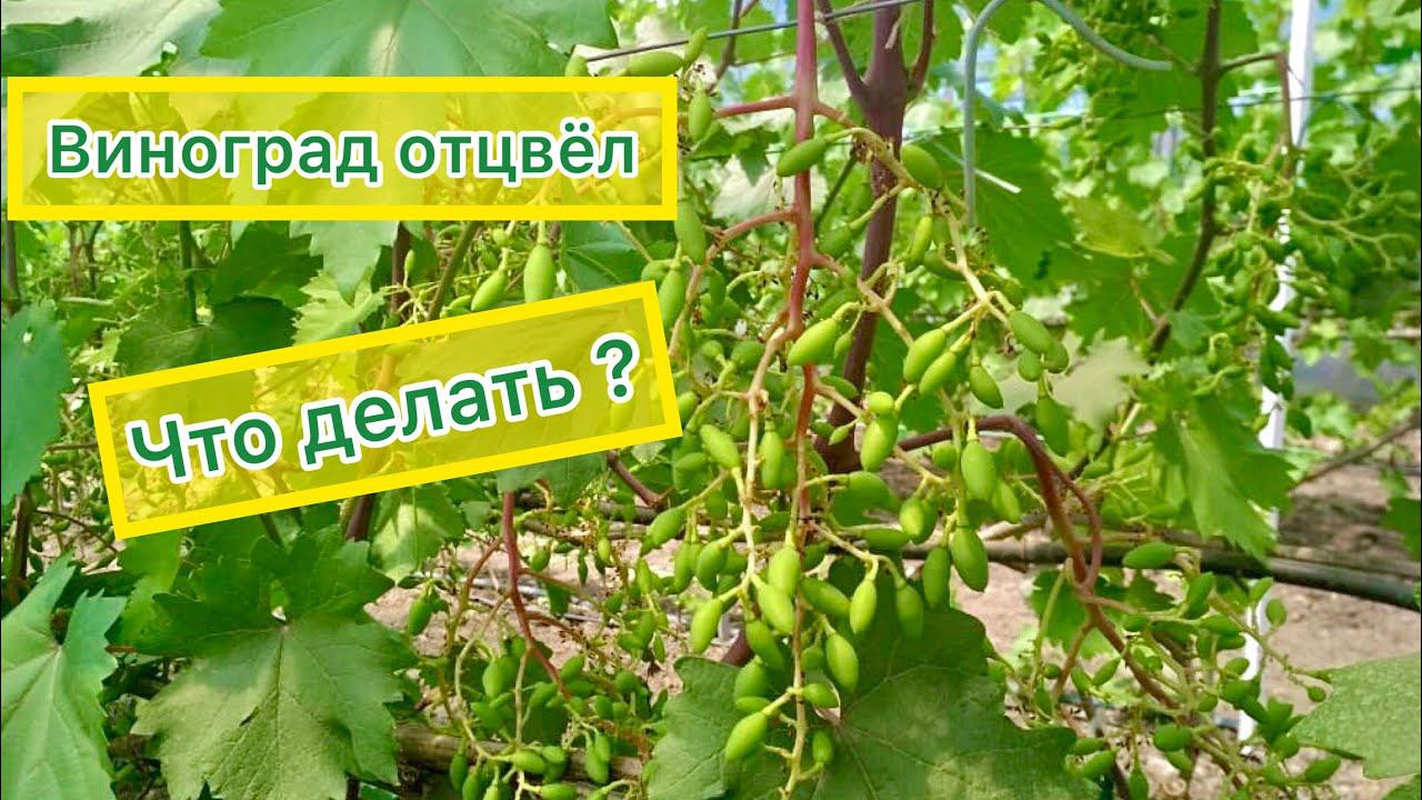 Важные действия после цветения винограда!