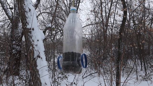 Синицы 100 FPS