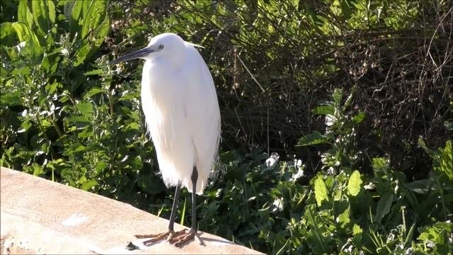 Birds Of The HaYarkon Park, Tel-Aviv