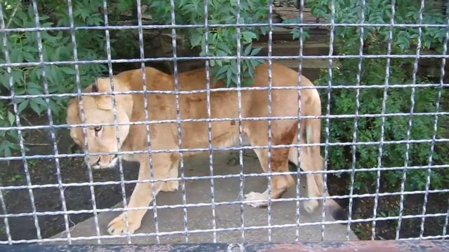 Львица в зоопарке танцует под музыку?/Lioness in zoo dancing to the music ?