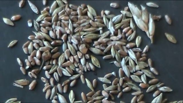 Аэродинамический сепаратор МАКО - видео очистка зерна