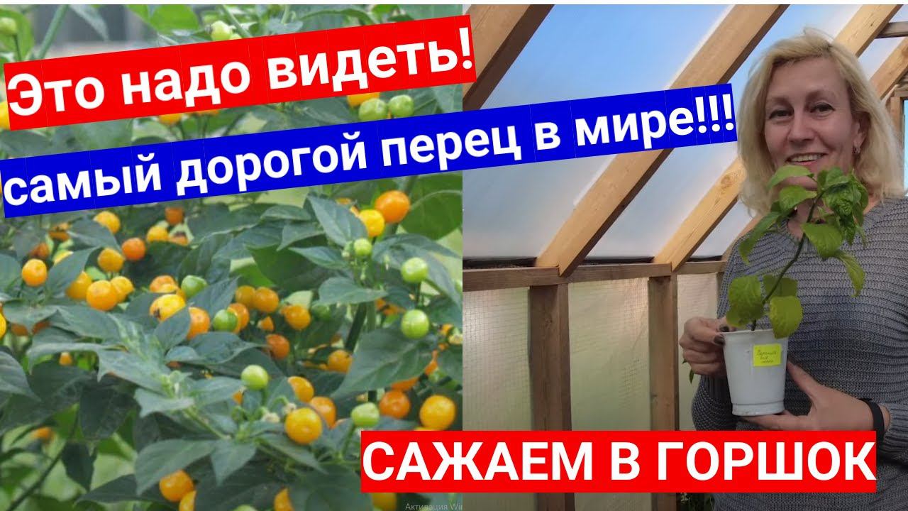 Сажаем самый дорогой перец в  мире! Чарапита (AJI CHARAPITA) - самый дорогой, но не самый острый