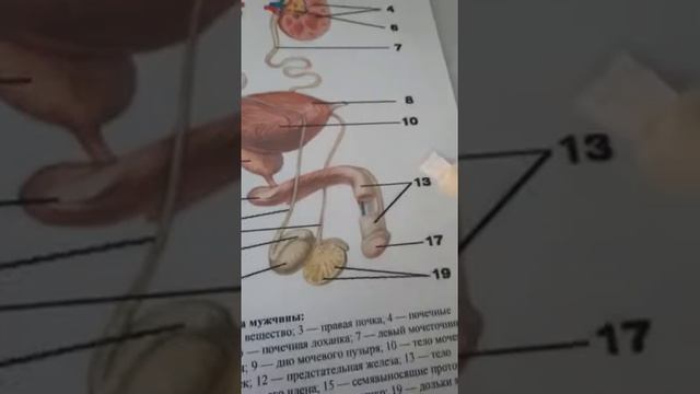 эркектердин жыныс мучосу 3