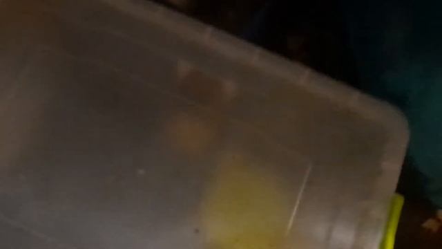 У Мегабулимусов иИктерик кладка что я буду делать?