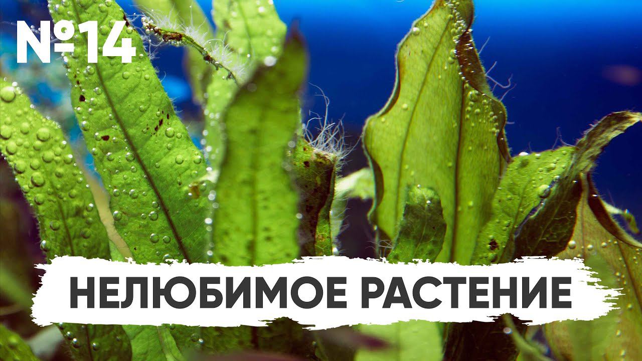 N14. Нелюбимое растение #Конкурс_Scalariki